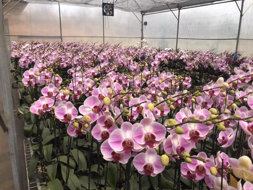 Mỗi giống chủ lực lại có từ 20 đến 80 cặp lai. Ảnh: YSA Orchid.