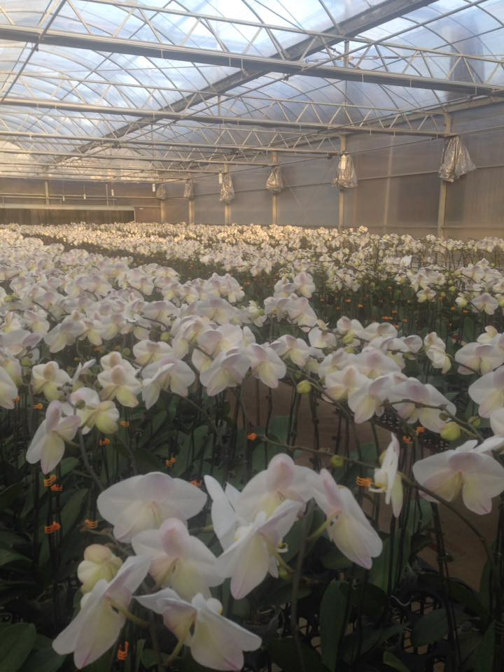 Lạc vào vườn lan của "Sang còi", giới chơi lan thật ngạc nhiên khi nhiều loại lan không chỉ đẹp mà còn có các mùi hương như hương bưởi, dừa, gừng... thậm chí có loại lan vũ nữ nâu lại có mùi socola. Ảnh: FB Tongl Tran Thanh.