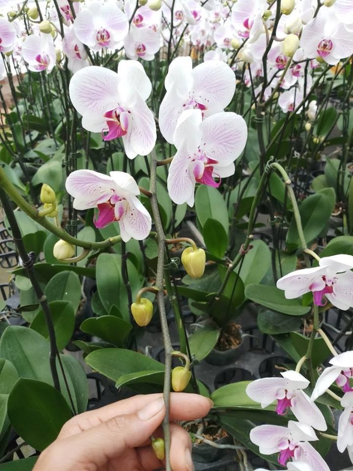 Vườn lan cũng giải quyết việc làm cho hơn 40 lao động với mức lương từ 4 - 7 triệu đồng/người/tháng. Ảnh: YSA Orchid.