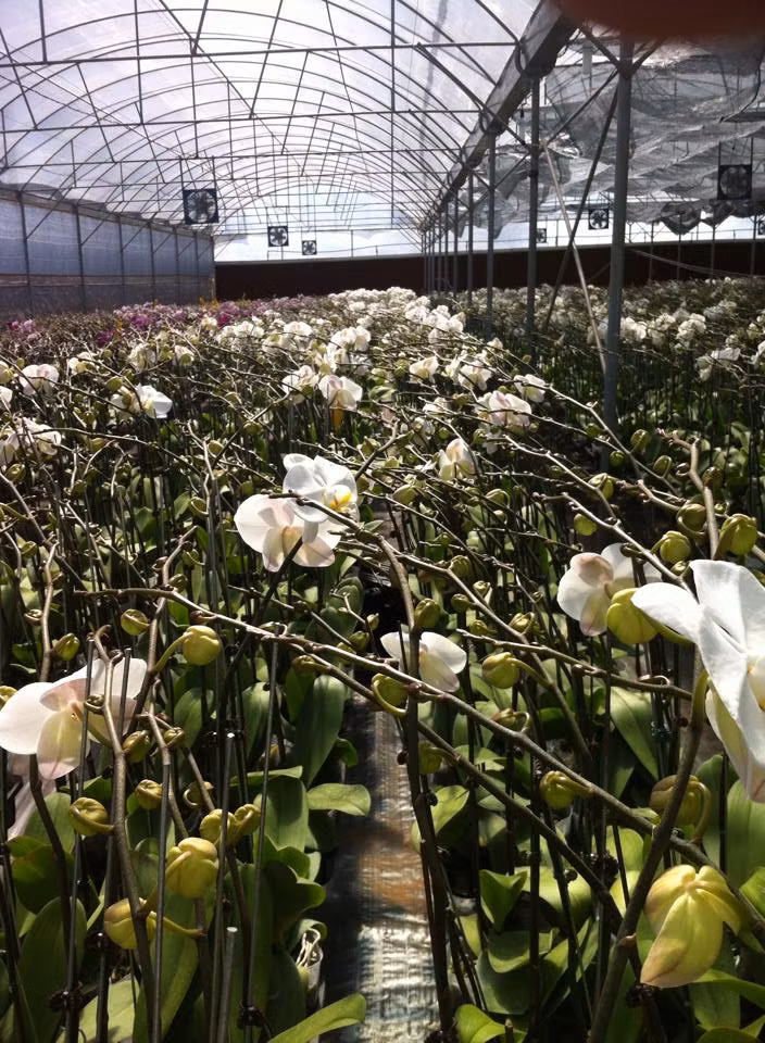 Vườn lan của anh Sang có hàng trăm loài phong lan bao gồm lan rừng, các giống lan quý của Việt Nam và một số lan ngoại nhập. Ảnh: FB Thao Pham.