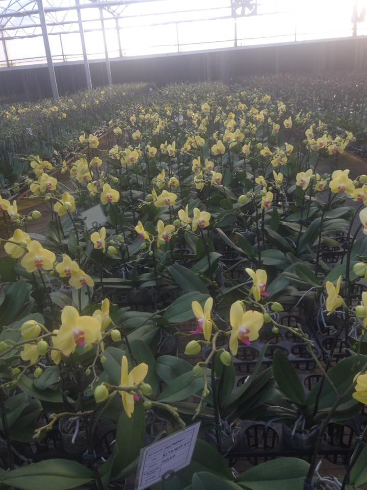 Sản phẩm chủ đạo trong vườn lan của anh Sang là lan hồ điệp, với nhiều loài, nhiều màu sắc rất đẹp, quý phái. Ảnh: FB Tongl Tran Thanh.