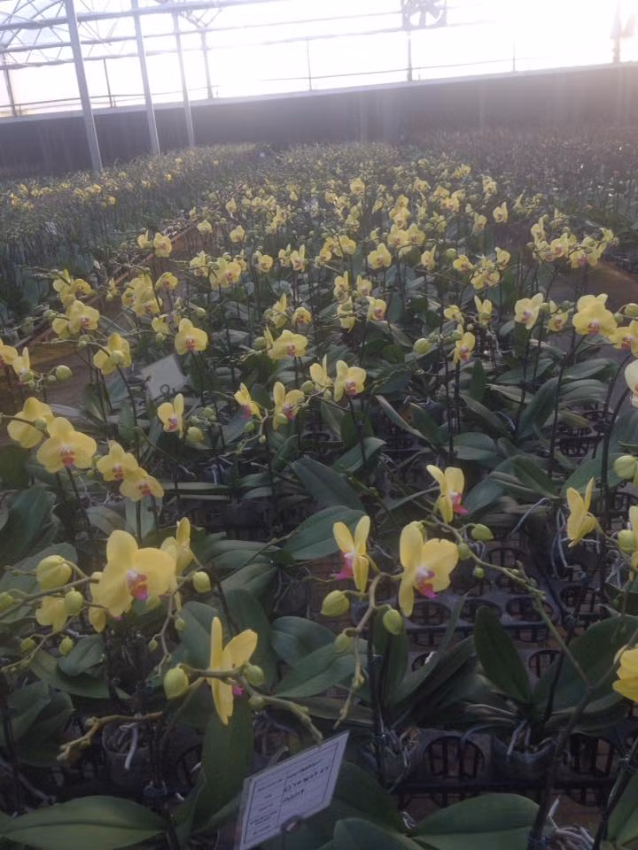 Sản phẩm chủ đạo trong vườn lan của anh Sang là lan hồ điệp, với nhiều loài, nhiều màu sắc rất đẹp, quý phái. Ảnh: FB Tongl Tran Thanh.