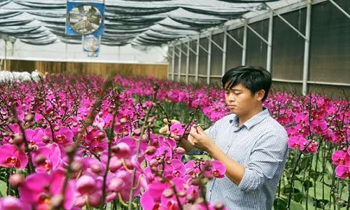 Từ vườn lan 20 m2, 100 m2, 500 m2, rồi 5.000 m2, đến nay anh Sang đã có trong tay 3 khu trang trại đầu tư hiện đại theo hướng nông nghiệp công nghệ cao với tổng diện tích hơn 10 ha, trị giá trên dưới 70 tỷ đồng. Ảnh: Giaoduc.