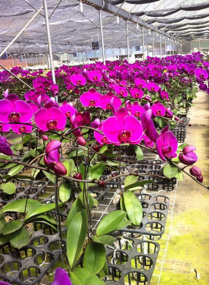 Ngoài 30 tuổi, anh Sang đã là tỷ phú trẻ tiêu biểu của tỉnh Lâm Đồng với một cơ ngơi trồng và kinh doanh hoa lan lớn, có uy tín và thương hiệu tại thành phố Đà Lạt. Ảnh: FB Thao Pham.