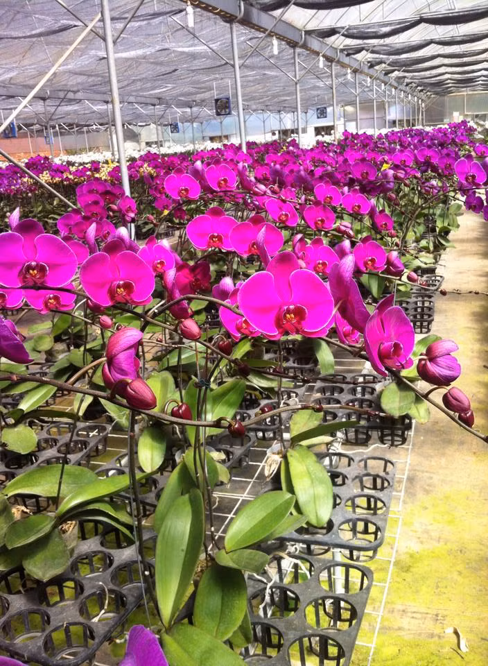 Ngoài 30 tuổi, anh Sang đã là tỷ phú trẻ tiêu biểu của tỉnh Lâm Đồng với một cơ ngơi trồng và kinh doanh hoa lan lớn, có uy tín và thương hiệu tại thành phố Đà Lạt. Ảnh: FB Thao Pham.