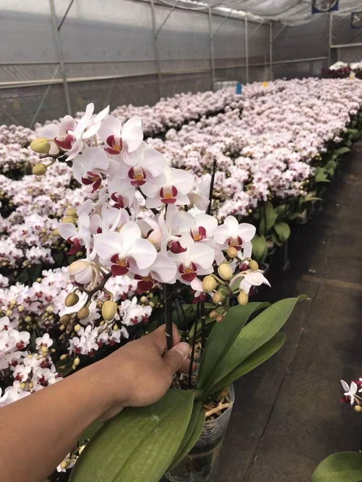 Hằng năm, vườn lan của anh Sang cung cấp ra thị trường trong, ngoài nước hàng trăm ngàn chậu lan các loại, mang doanh thu về hơn 20 tỷ đồng/năm. Trừ chi phí, gia đình anh Sang thu nhập gần 10 tỷ đồng/năm. Ảnh: YSA Orchid.