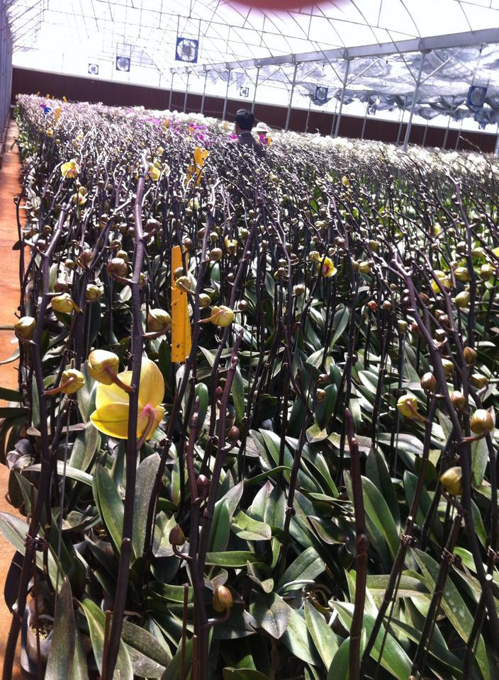 Sau 10 năm khởi nghiệp, YSA Orchid Farm của anh Sang đã sở hữu hệ thống hơn 30 cửa hàng, đại lý phân phối trên toàn quốc. Ảnh: FB Thao Pham.