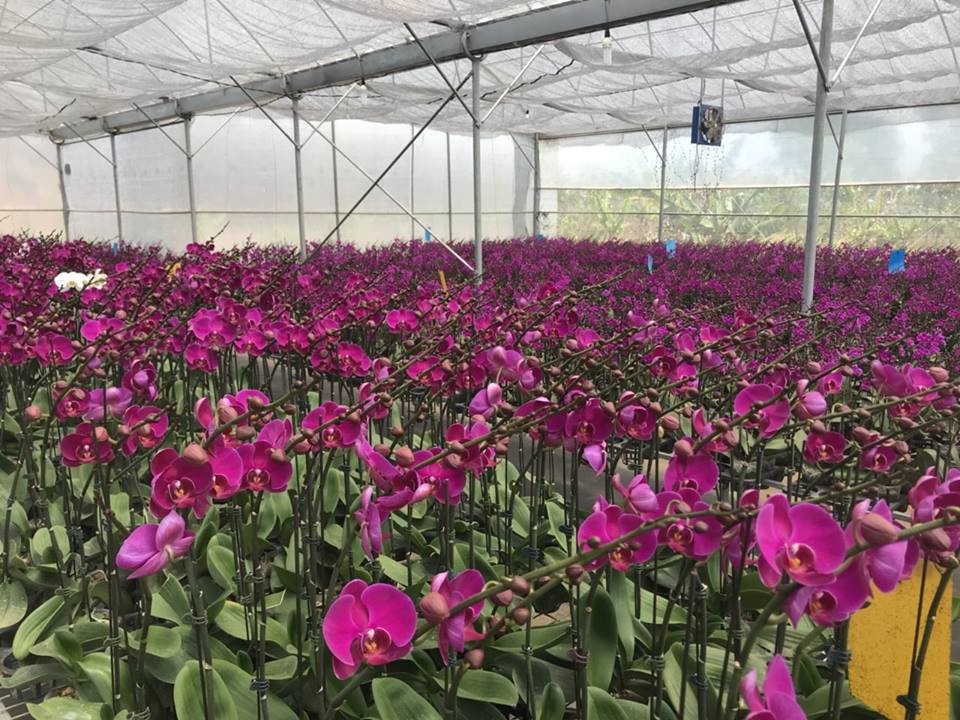 Anh Sang không thể nhớ được trong vườn có chính xác bao nhiêu loại lan, lai tạo bao nhiêu giống mới. Chỉ tính đại khái trong vườn có khoảng chục giống lan chủ lực. Ảnh: YSA Orchid.