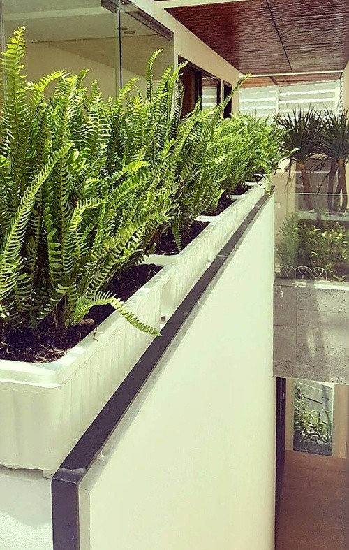 Rất nhiều cây xanh trang trí bên trong ngôi nhà của Nathan Lee. Ảnh: Giadinhxahoi.