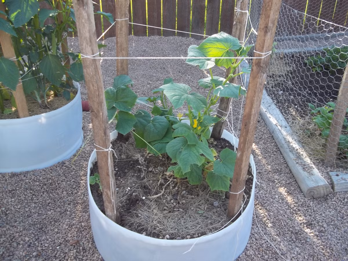 Trồng dưa leo trên sân thượng có thể giúp chúng ta tiết kiệm tối đa không gian, phù hợp với những khu vườn có diện tích nhỏ. Ảnh: Happytrade.