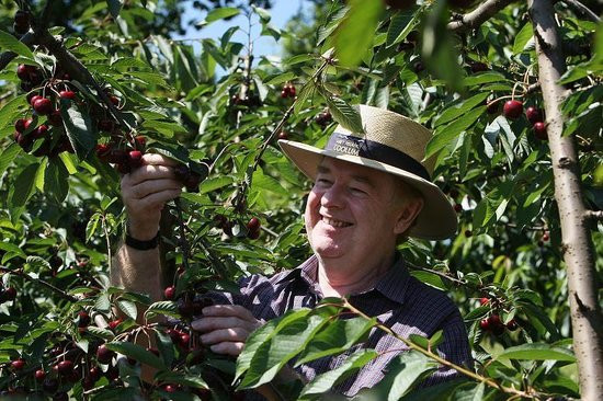 Khi thu hoạch, người ta hái kèm theo cuống nhằm mục đích để được lâu hơn. Ảnh: TripAdvisor.