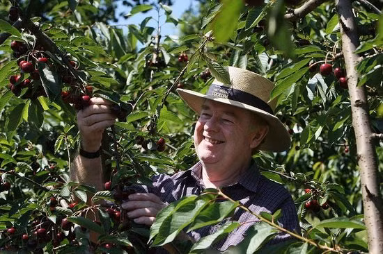 Khi thu hoạch, người ta hái kèm theo cuống nhằm mục đích để được lâu hơn. Ảnh: TripAdvisor.