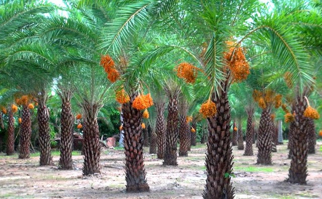 Tuy nhiên, ông Thiện chưa có ý định bán mà chủ yếu để làm kiểng. Ảnh: Baovinhlong.