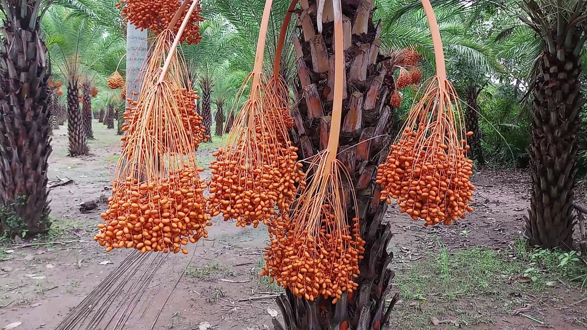 Khu vườn của ông Thiện là vườn chà là lớn nhất tại Sa Đéc hiện nay. Ảnh: Youtube.