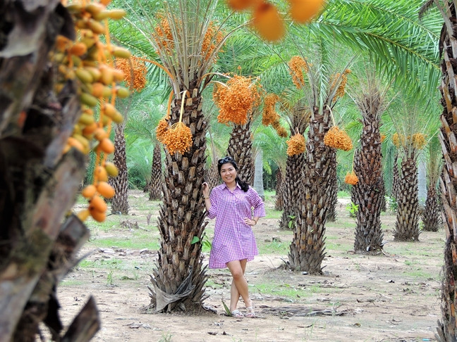 Ngoài trồng làm kiểng, chà là còn được trồng để lấy quả. Ảnh: Phunuonline.