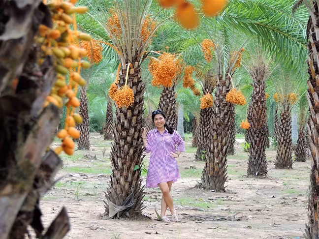 Ngoài trồng làm kiểng, chà là còn được trồng để lấy quả. Ảnh: Phunuonline.