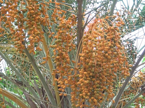 Quả chà là khi chưa già có màu vàng cam, khi chín có màu vàng sậm hoặc vàng nâu. Ảnh: Saigontv.