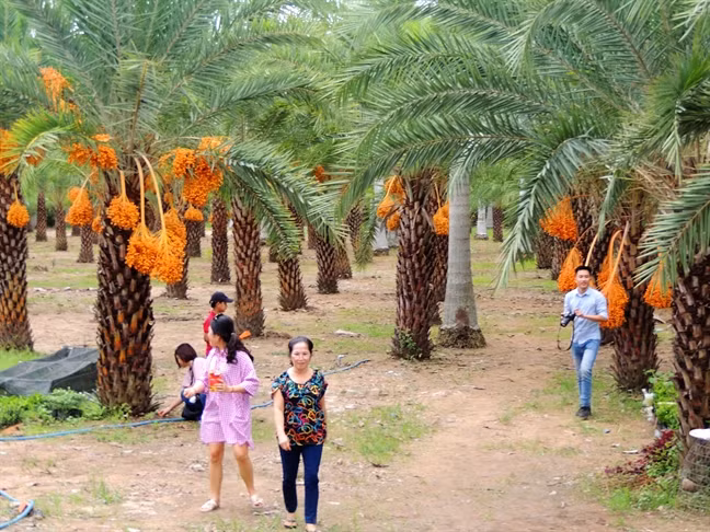 Khi chín trái chà là rất ngọt, có thể phơi khô làm món mứt đặc sản. Ảnh: Phunuonline.