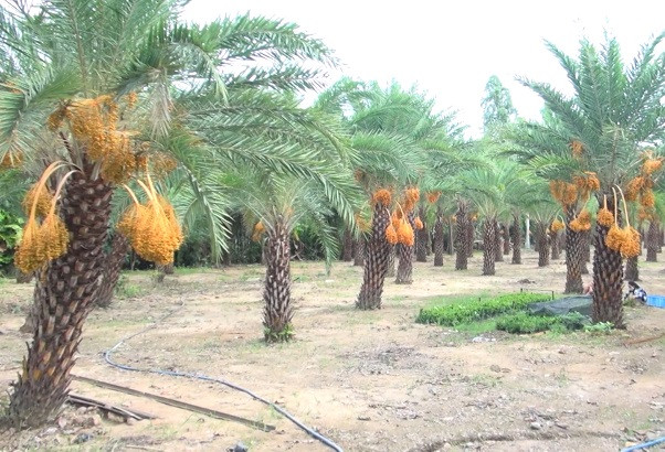 Được biết, ông Thiện mua cây giống từ Campuchia về và trồng được khoảng 6 năm. Ảnh: Saigontv.