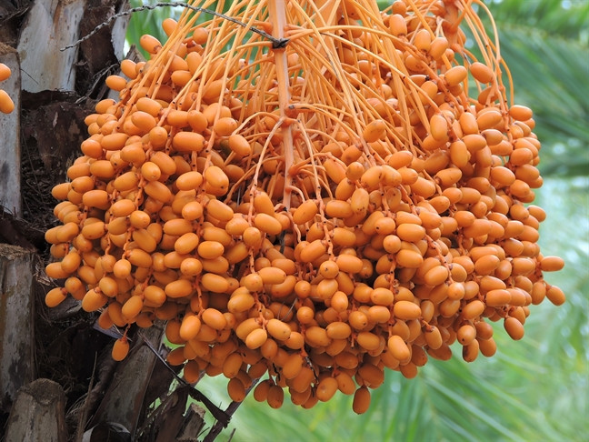 Nhiều khách tham quan đến vườn chà là của ông Thiện đã ngỏ ý mua 18 - 20 triệu đồng/gốc. Ảnh: Phunuonline.