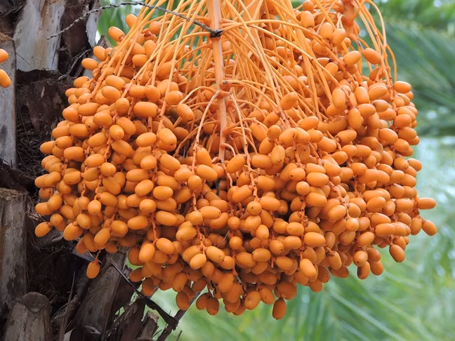 Nhiều khách tham quan đến vườn chà là của ông Thiện đã ngỏ ý mua 18 - 20 triệu đồng/gốc. Ảnh: Phunuonline.