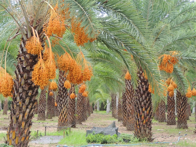 Vườn của ông Thiện rộng 400m2, bao gồm 200 cây chà là kiểng. Ảnh: Phunuonline.