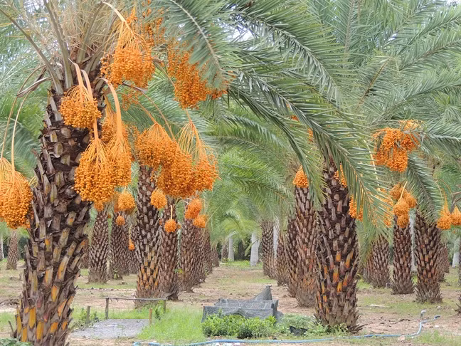 Vườn của ông Thiện rộng 400m2, bao gồm 200 cây chà là kiểng. Ảnh: Phunuonline.