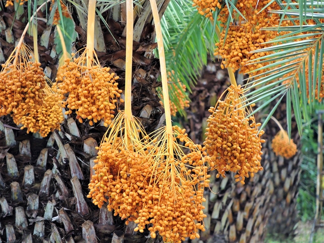 Chà là vào mùa trổ bông vàng rực rỡ, thu hút sự chú ý đặc biệt của du khách. Ảnh: Phunuonline.