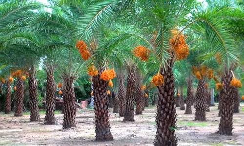 Me man vuon cha la kieng ngoai nhap bac ty o Sa Dec