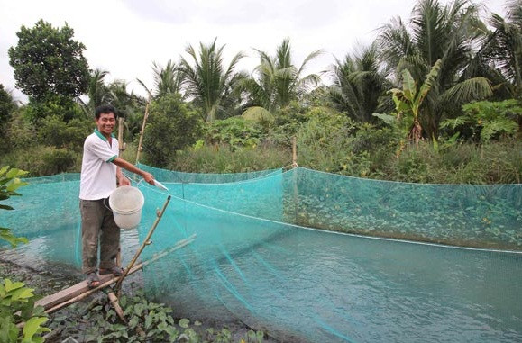 Để làm được điều kỳ diệu này, anh Tín phải chọn nguồn giống cá lóc tốt, lấy từ đầu nguồn nước ở thị xã Châu Đốc (An Giang). Ảnh: Dân Việt.