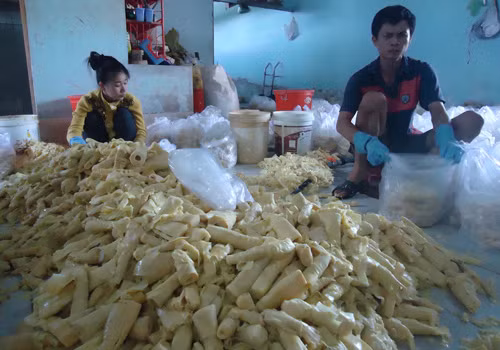 Về độ giòn, măng tự nhiên thường dai, không dễ bẻ gãy. Ngược lại, măng ngâm hóa chất thường giòn, bẻ dẽ gãy vụn. Ảnh: Zing.