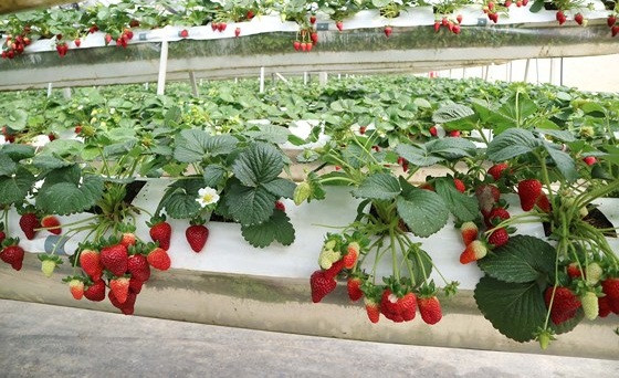 Vườn dâu tây thiết kế trên giàn hai tầng, sử dụng công nghệ tưới của Israel. Ảnh: SGGP.