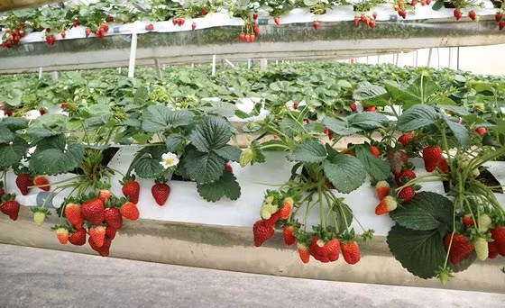 Vườn dâu tây thiết kế trên giàn hai tầng, sử dụng công nghệ tưới của Israel. Ảnh: SGGP.