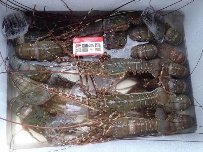 Tôm hùm baby có nhiều loại như tôm hùm baby xanh, tôm hùm baby đỏ, baby tre. Trong đó, tôm hùm xanh được rao bán phổ biến hơn. Ảnh: Haisanmoingay.