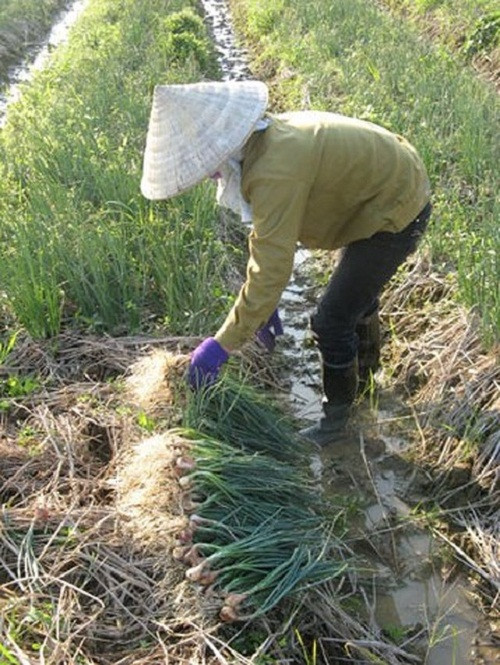 Theo bà con nông dân, hành hoa được cả giá lẫn năng suất. Đầu mùa, thương lái mua với giá 25.000 đồng/kg. Ảnh: Infonet.