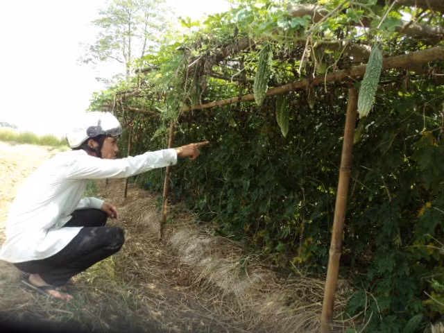 Với quyết tâm làm giàu trên mảnh đất quê hương, ông Văn Đức Cường (thôn Tây Hoàng, xã Quảng Thái, huyện Quảng Điền, Huế) đã đưa vào trồng thử nghiệm mướp đắng trái vụ. Ảnh: Khuyennongquangdien.