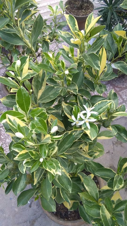 Nhiều chậu tắc cẩm thạch vừa có hoa, vừa có trái rất đẹp mắt. Ảnh: FB Cây Kiểng Thủy Mộc.