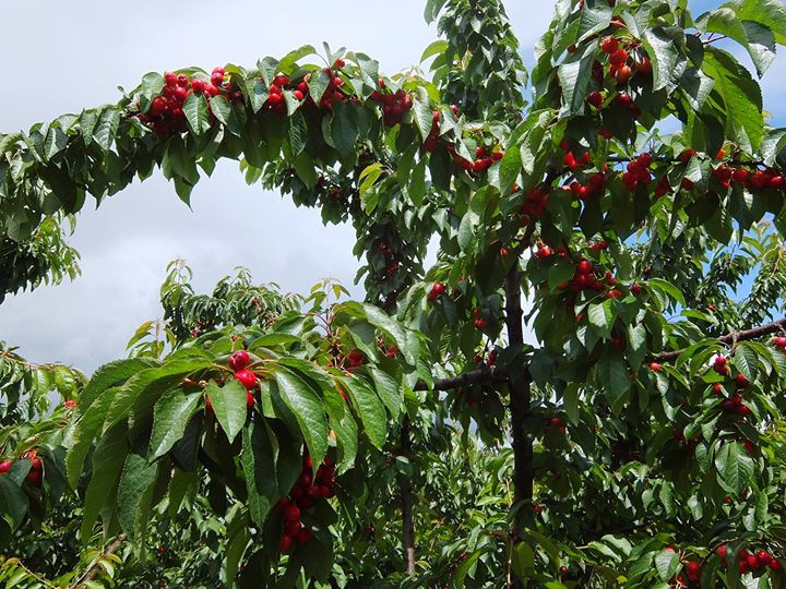 Đầu mùa, cherry chưa rộ màu đỏ đậm mà có mà đỏ tía. Ảnh: Facebook.