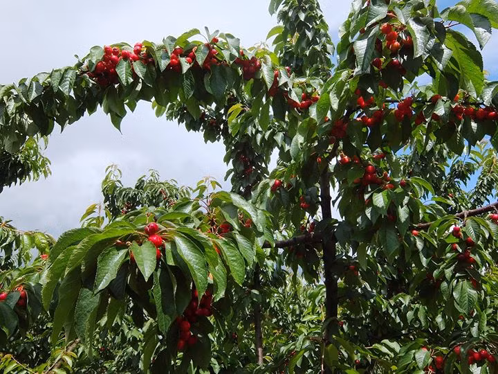 Đầu mùa, cherry chưa rộ màu đỏ đậm mà có mà đỏ tía. Ảnh: Facebook.