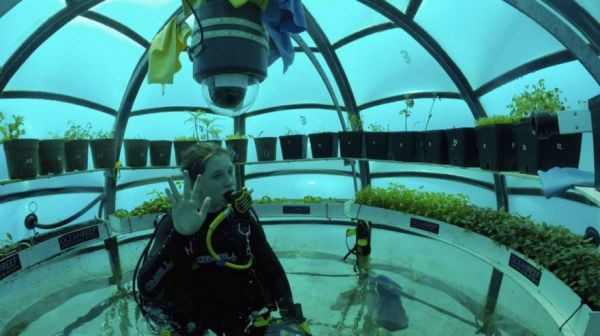 Mô hình trồng rau Nemo's Garden hướng tới sự thay đổi có tính cách mạng cho ngành trồng trọt. Ảnh: Neatorama.