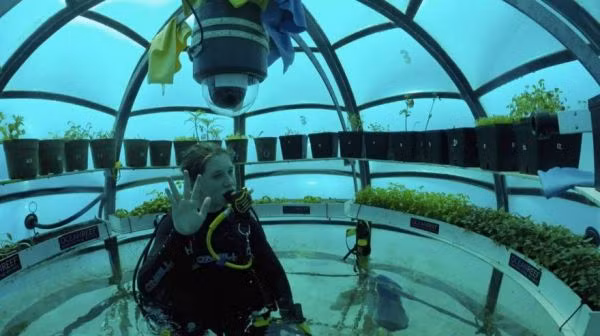 Mô hình trồng rau Nemo's Garden hướng tới sự thay đổi có tính cách mạng cho ngành trồng trọt. Ảnh: Neatorama.