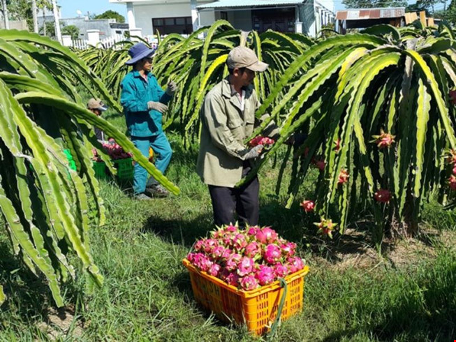 Ở Tiền Giang, Long An, Bình Thuận, các nhà vườn trồng thanh long cũng đang phần khởi vì giá tăng mạnh. Ảnh: Dân Việt.