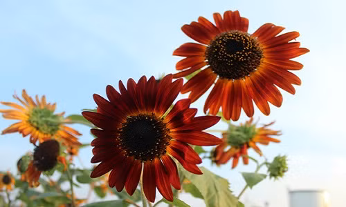 Khi cây nảy mầm cao khoảng 40cm, có thể đêm trồng ở ngoài trời kể cả thời tiết nắng gắt. Ảnh: Hạt giống F1508.