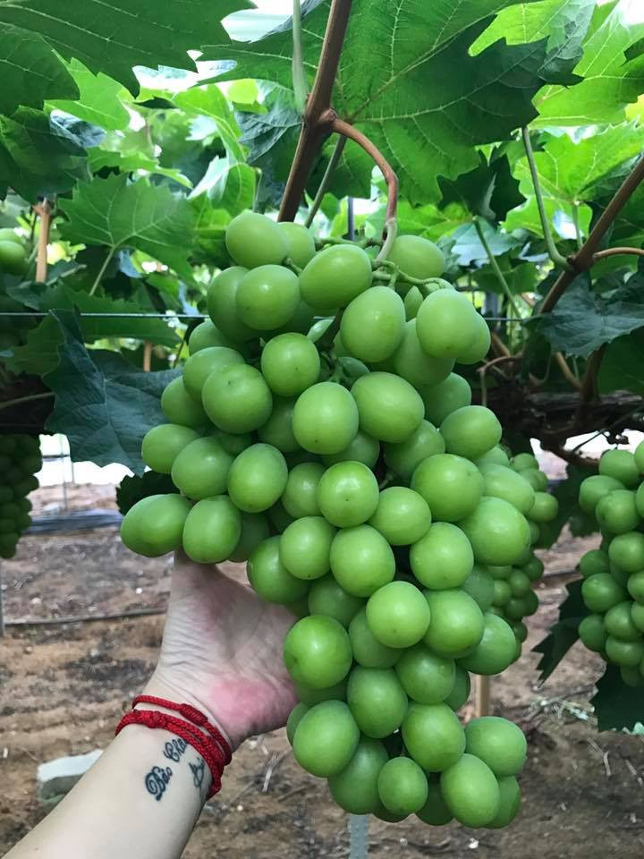 Chùm nho chắc nịch, quả to trông thích mắt. Ảnh: Hoaquauudam.