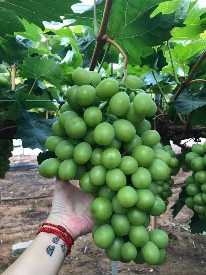 Chùm nho chắc nịch, quả to trông thích mắt. Ảnh: Hoaquauudam.