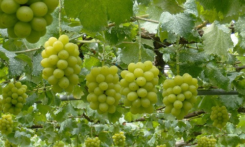 Người trồng nho ở đây chăm chút từ kẽ lá, từng chùm quả. Ảnh: Daum.