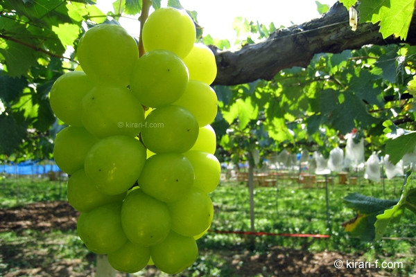 Mỗi gốc nho chỉ để duy nhất hai chùm. Mỗi chùm chỉ định lượng từ 0.8 đến 1.2 kg. Ảnh: Kirari-f.