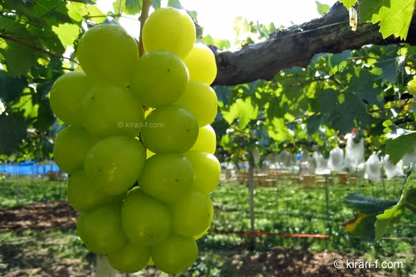 Mỗi gốc nho chỉ để duy nhất hai chùm. Mỗi chùm chỉ định lượng từ 0.8 đến 1.2 kg. Ảnh: Kirari-f.