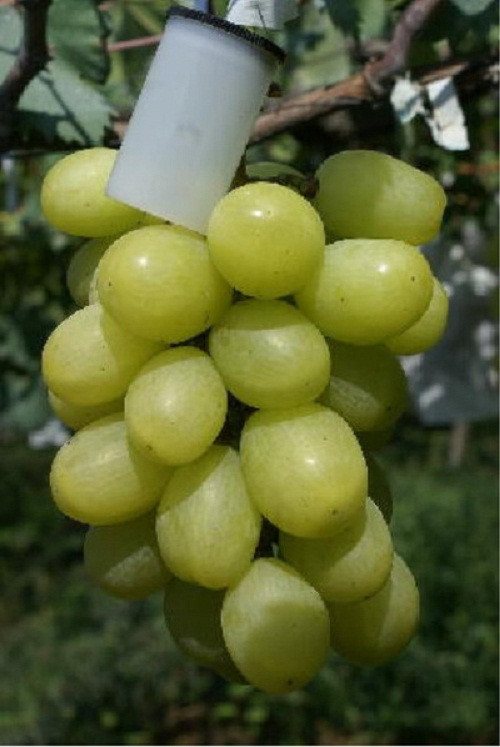 Nho mẫu đơn Hàn Quốc có vị ngọt đậm, thơm vị sữa. Ảnh: Daum.