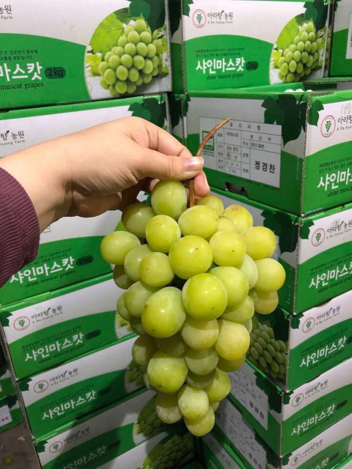 Tuy nhiên, ít ai biết nho sữa trải qua rất nhiều công đoạn khắt khe khi trồng tại Hàn Quốc. Ảnh: FB Hang Tran.